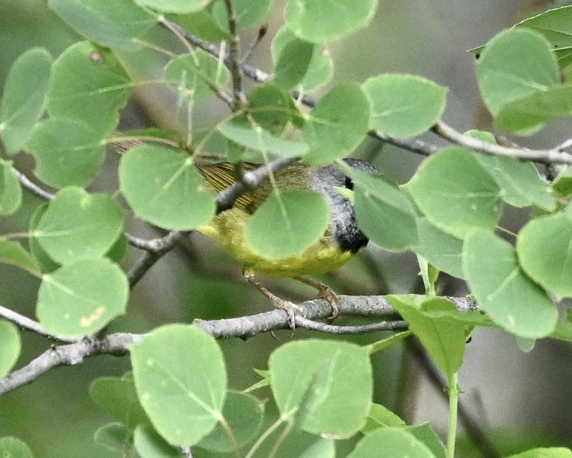 Mourning Warbler - ML591036041