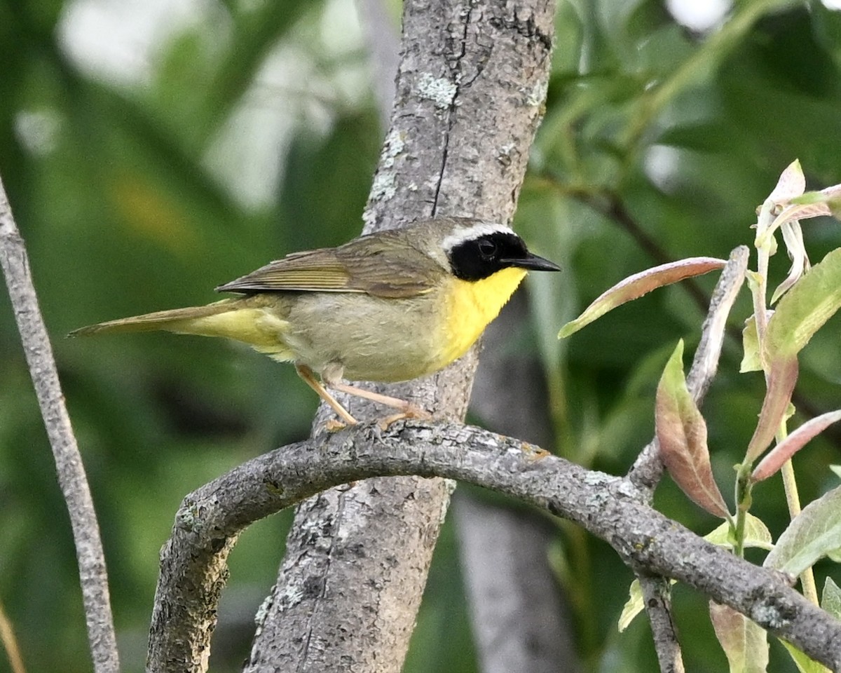 Common Yellowthroat - ML591036091