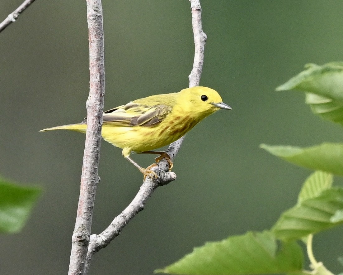 Yellow Warbler - ML591036321