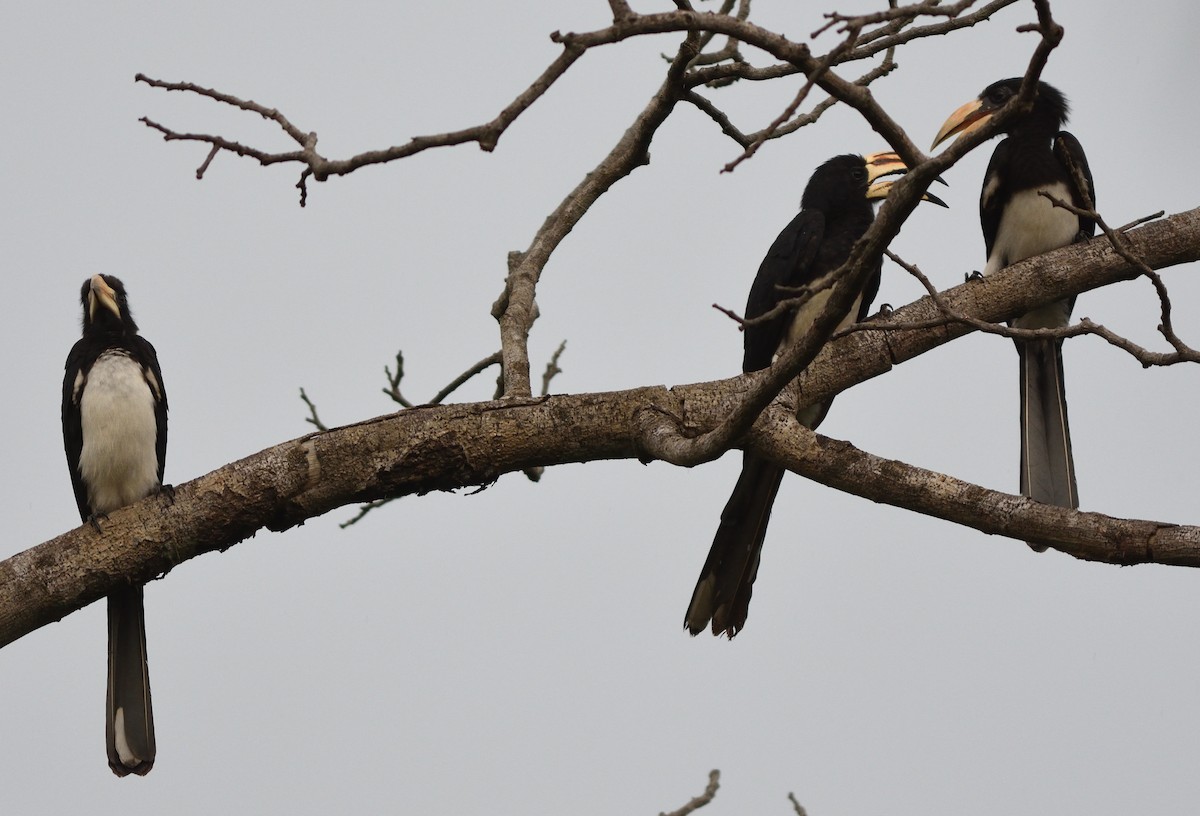 West African Pied Hornbill - ML591036351