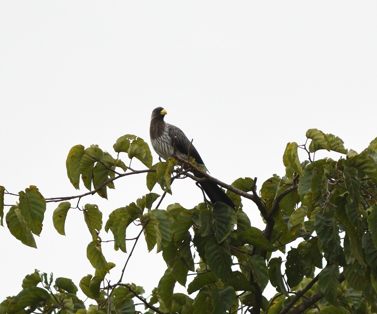 Western Plantain-eater - ML591036411