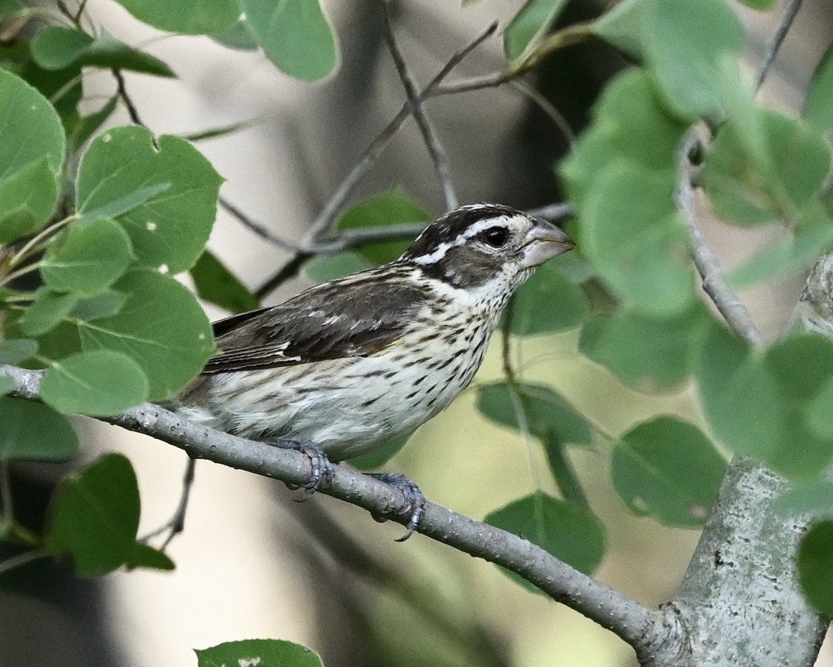 Rose-breasted Grosbeak - ML591036511