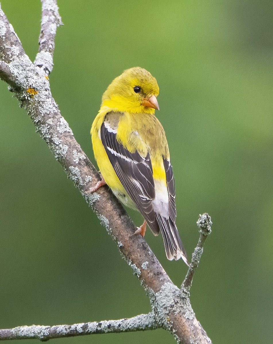 American Goldfinch - Jean Hebert