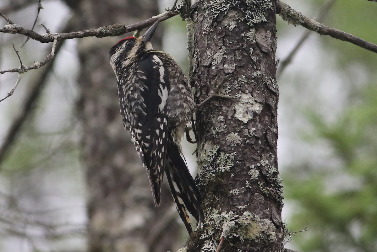 Yellow-bellied Sapsucker - ML591037591