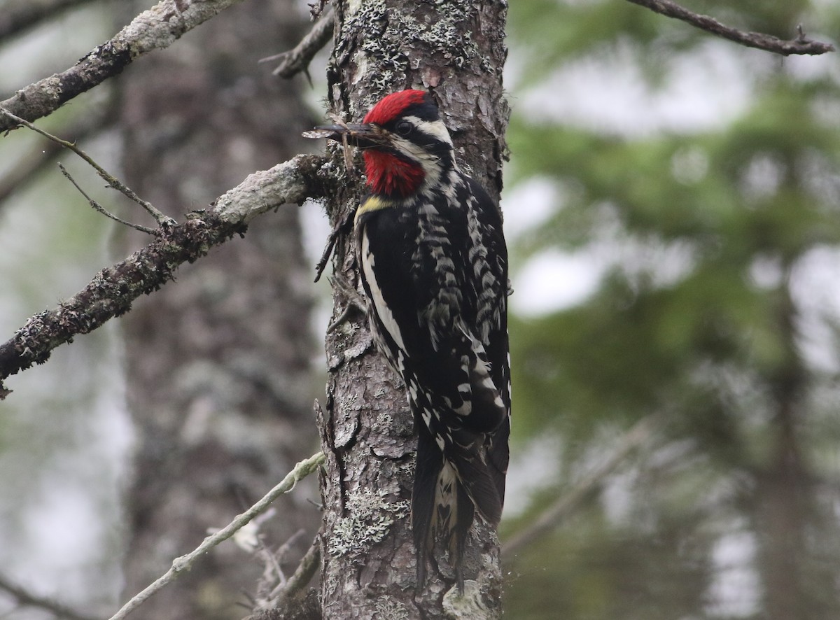 Yellow-bellied Sapsucker - ML591037601