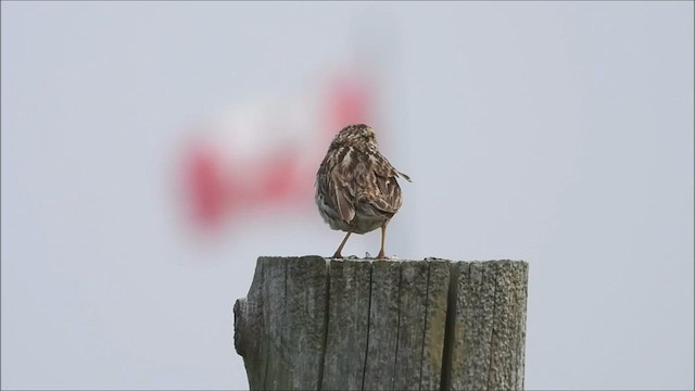 Savannah Sparrow - ML591038661