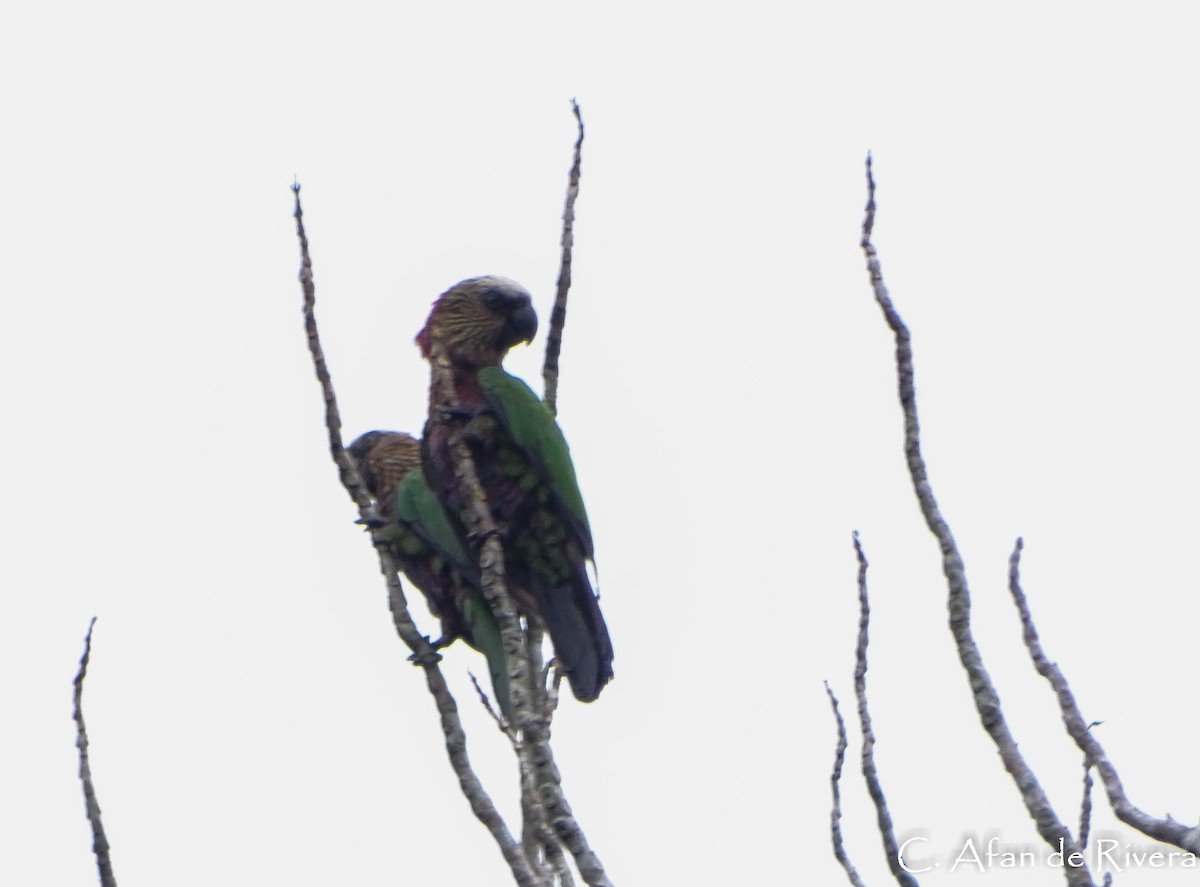 Red-fan Parrot - Carolina Afan de Rivera