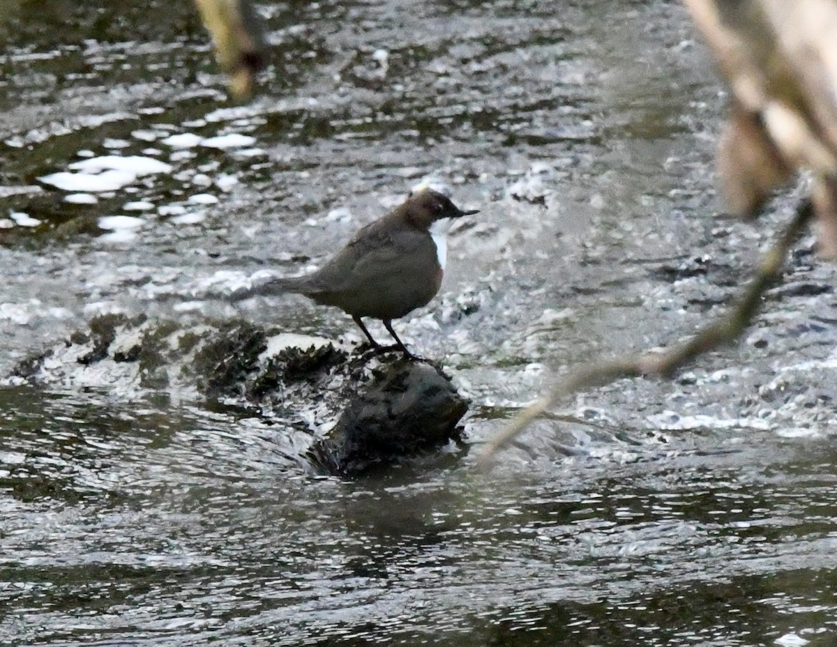 White-throated Dipper - ML591040201