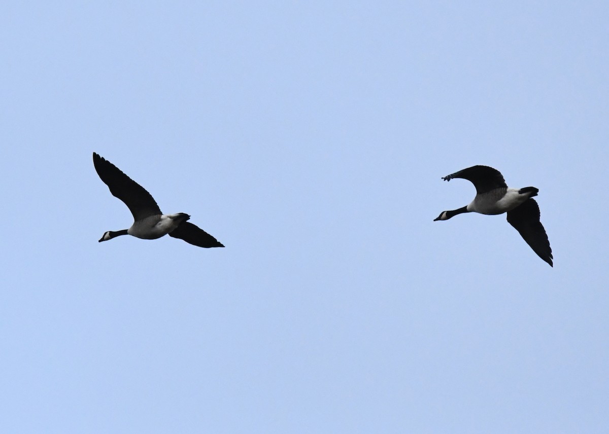 Canada Goose - ML591040241