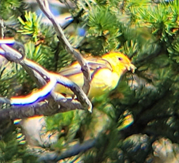 Western Tanager - ML591040631