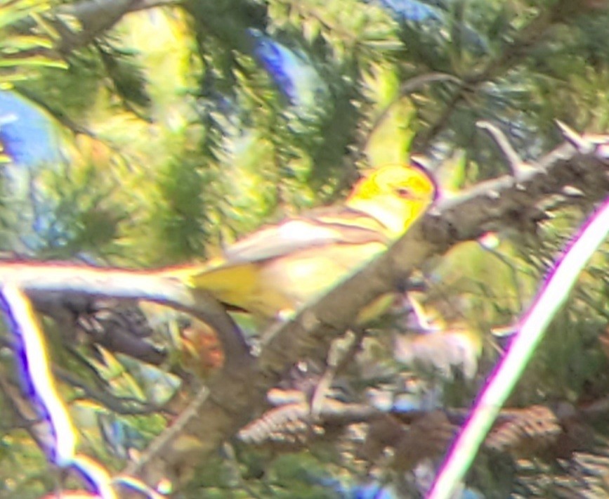 Western Tanager - ML591040641