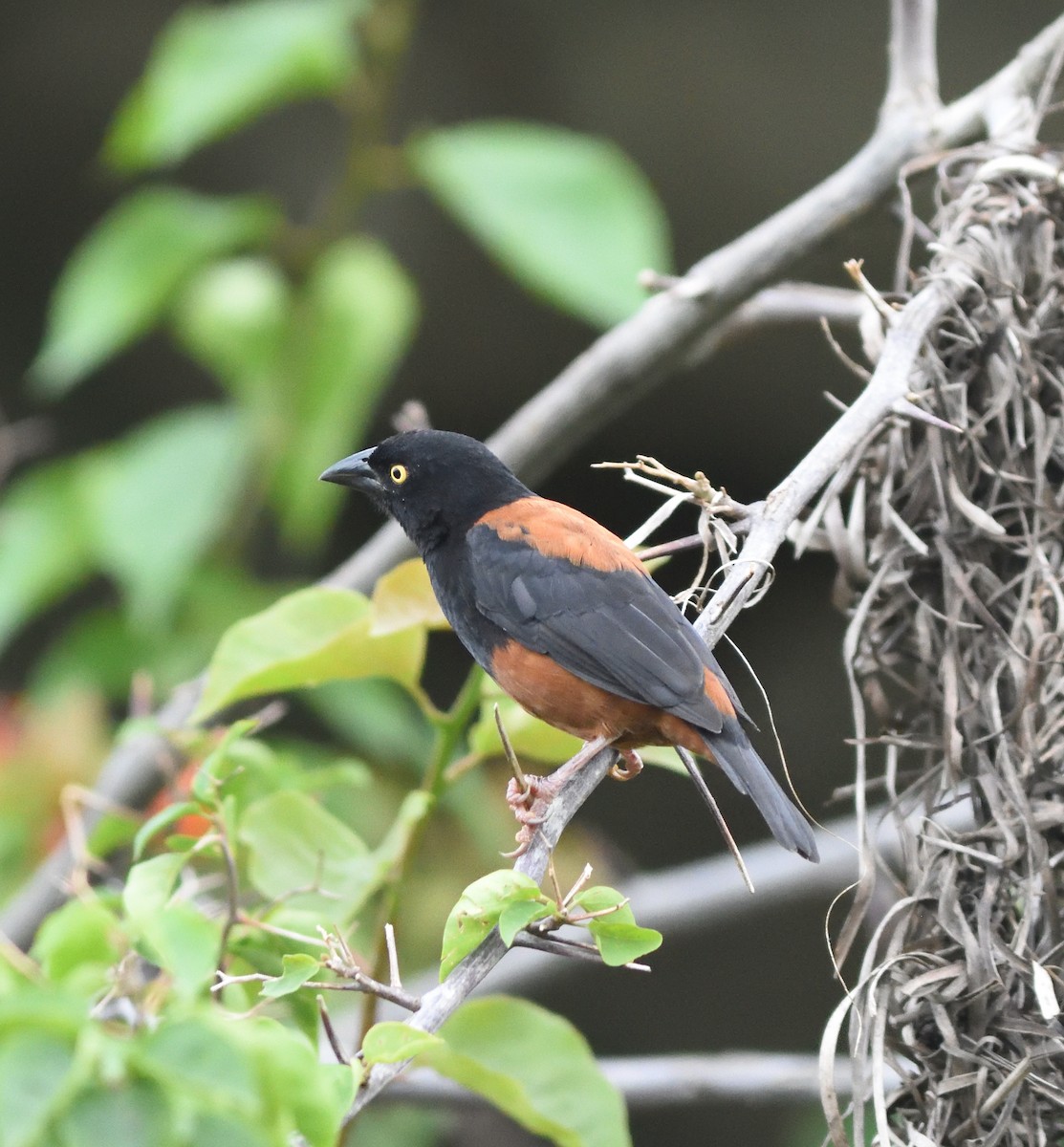 Chestnut-and-black Weaver - ML591041171