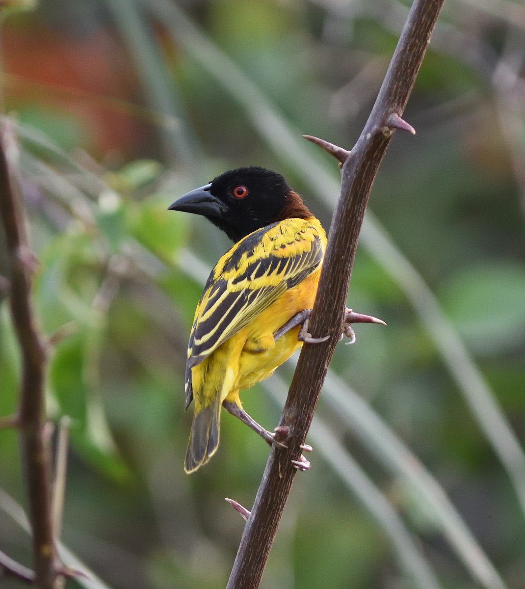 Village Weaver (Black-headed) - Pieter du Plessis