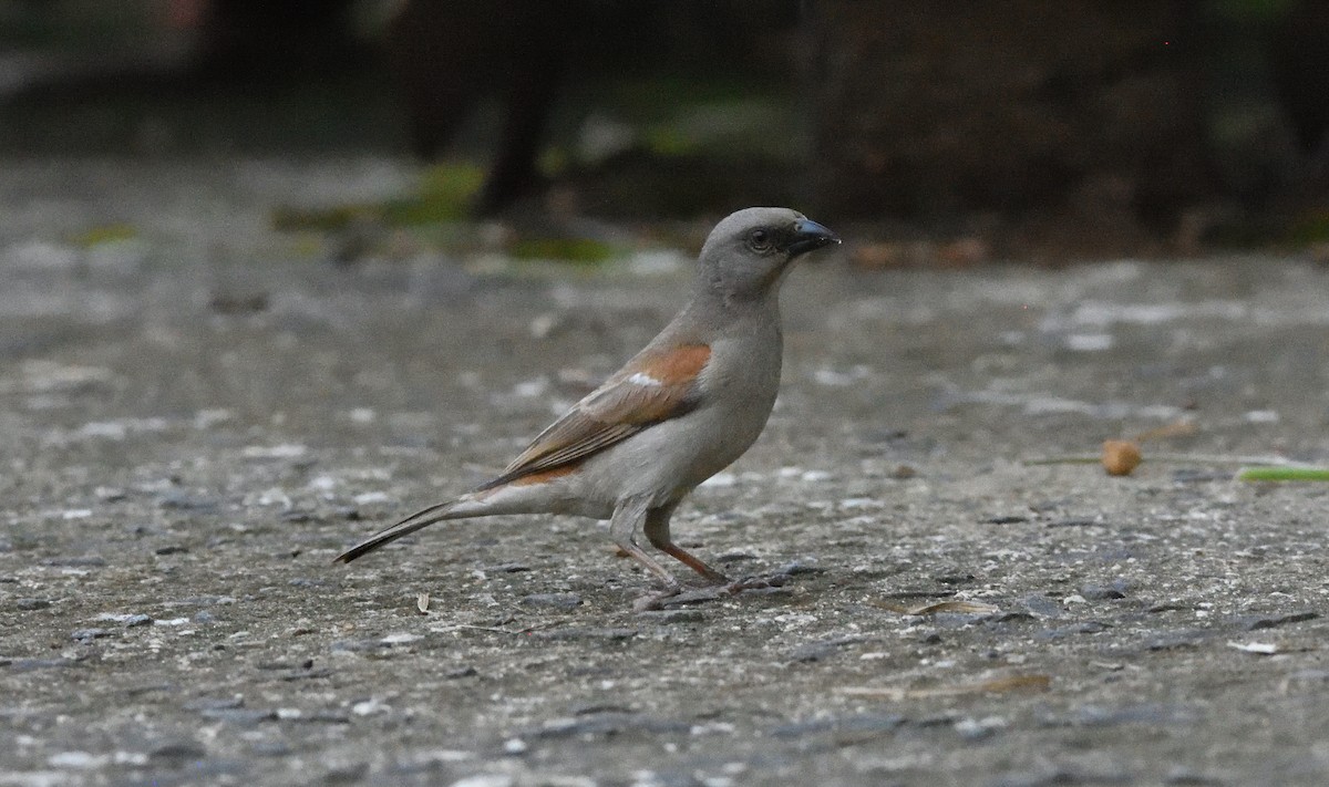 Northern Gray-headed Sparrow - Pieter du Plessis