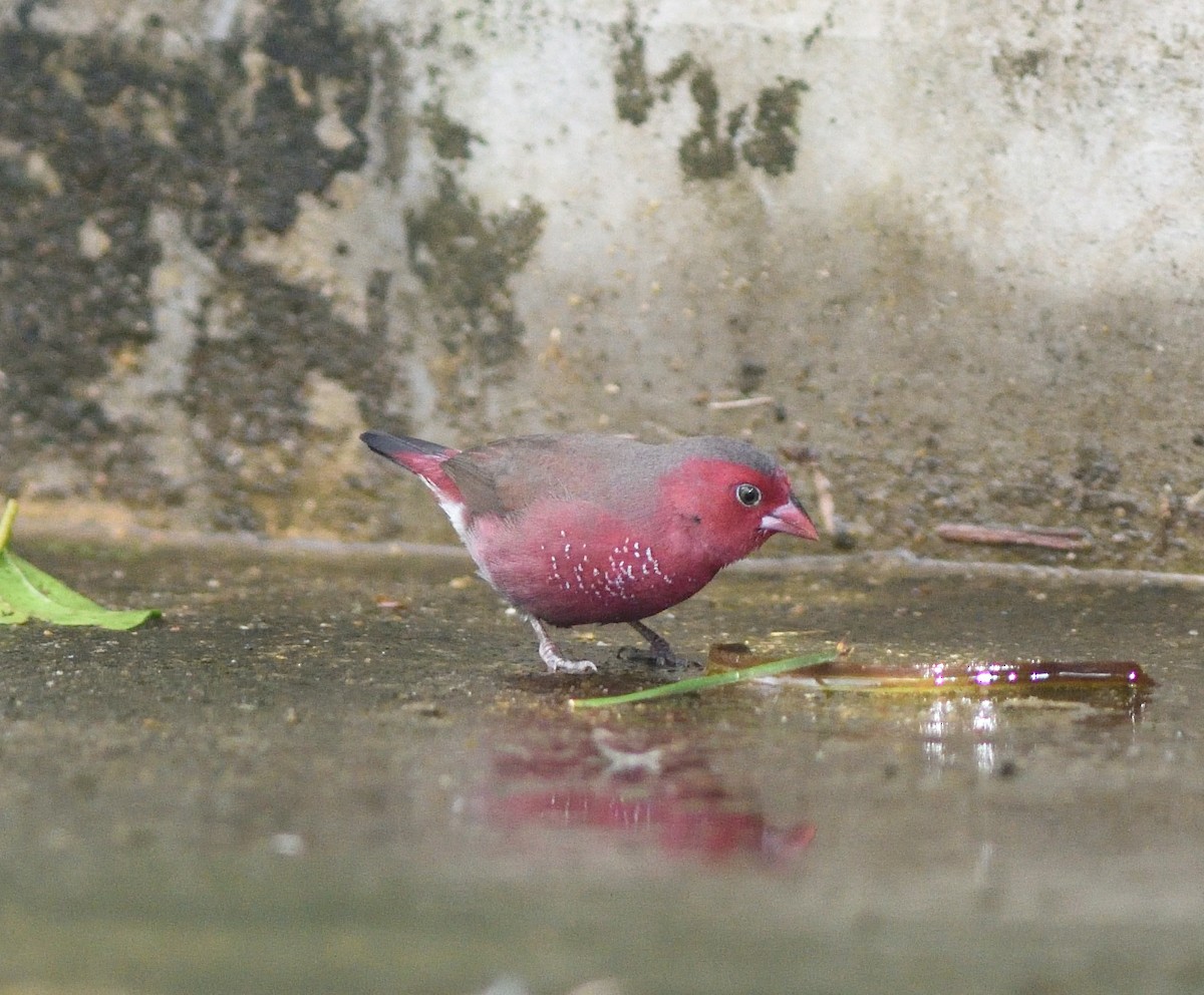 Bar-breasted Firefinch - ML591041441