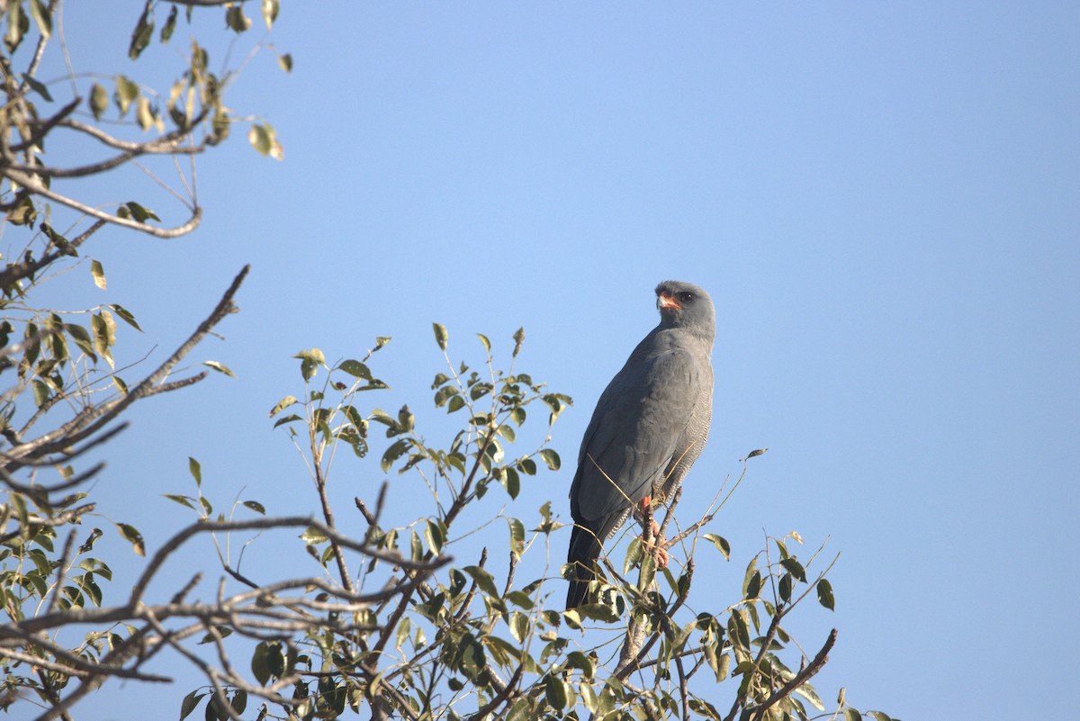 Dark Chanting-Goshawk - ML591041581