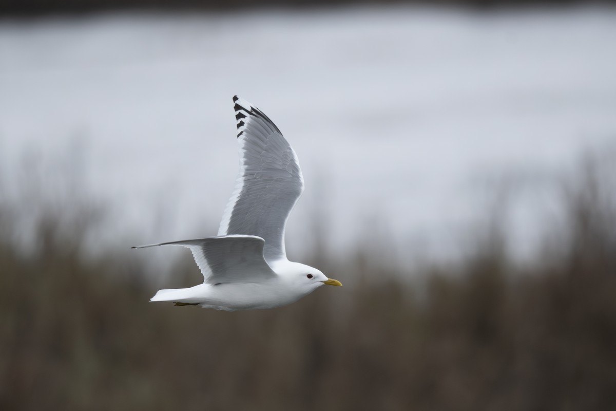 Short-billed Gull - ML591041831