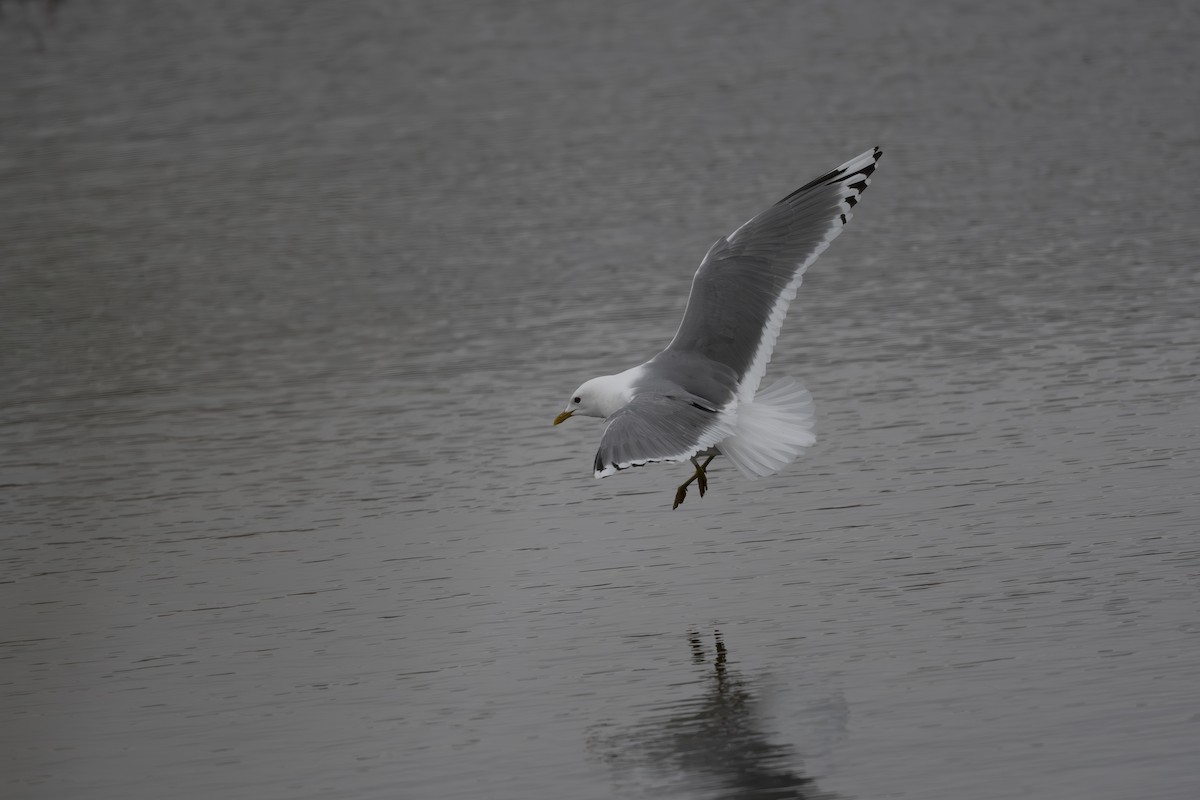 Short-billed Gull - ML591041851