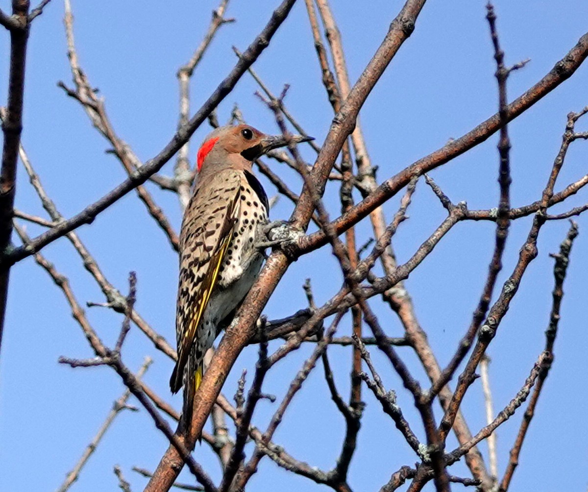 Northern Flicker - ML591041921