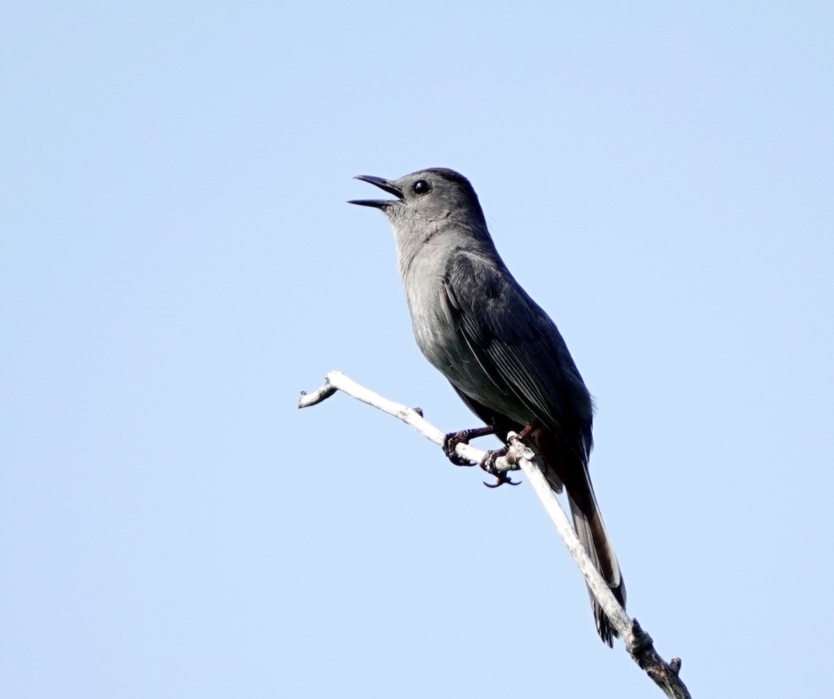 Gray Catbird - ML591042161