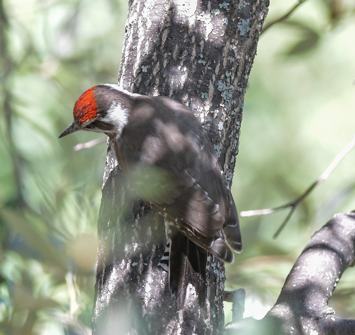 Arizona Woodpecker - ML591043211