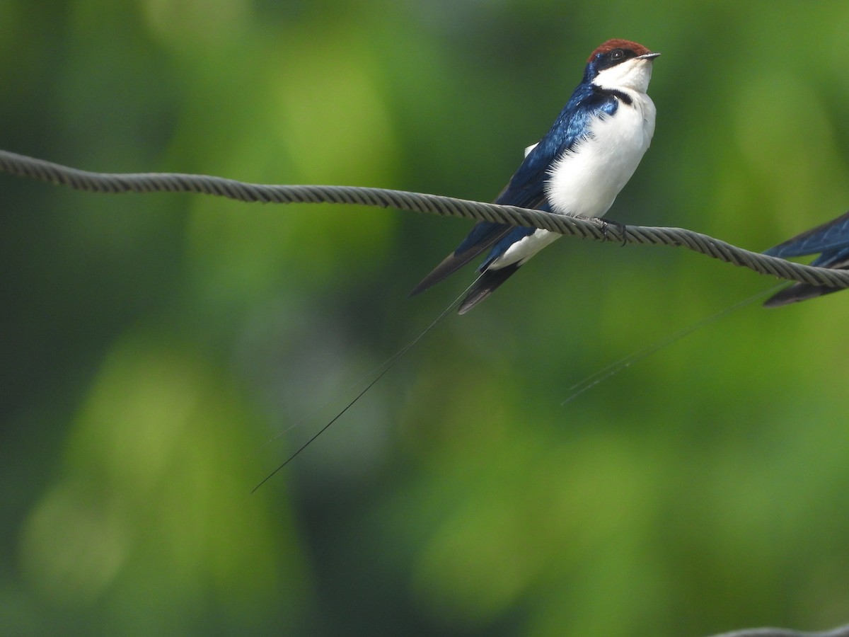 Wire-tailed Swallow - ML591044611