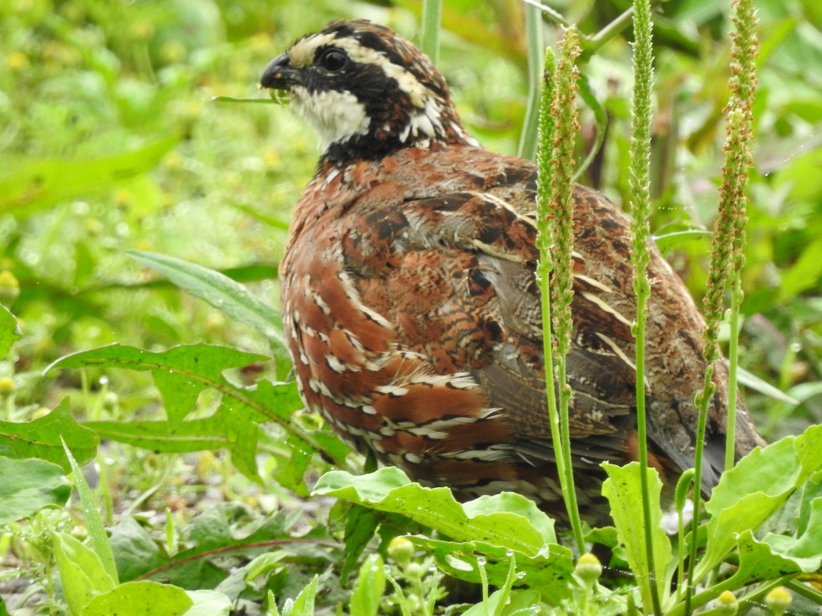 Northern Bobwhite - Schuyler  Lawson