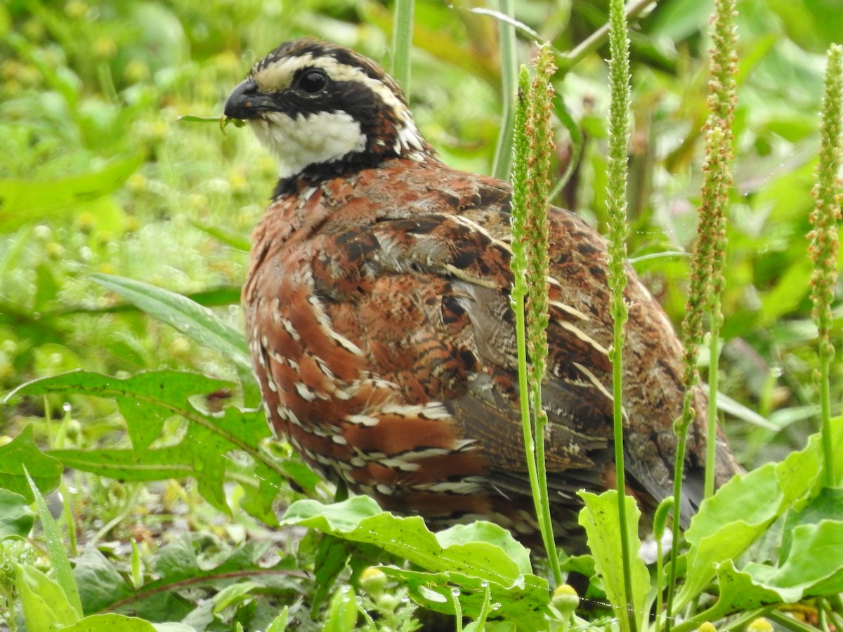 Northern Bobwhite - ML591045311