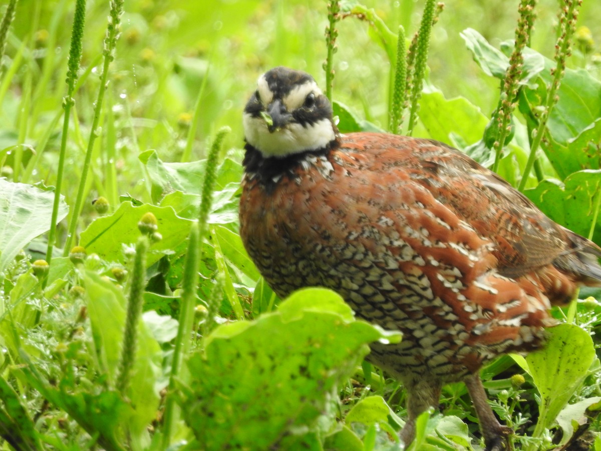 Northern Bobwhite - ML591045321