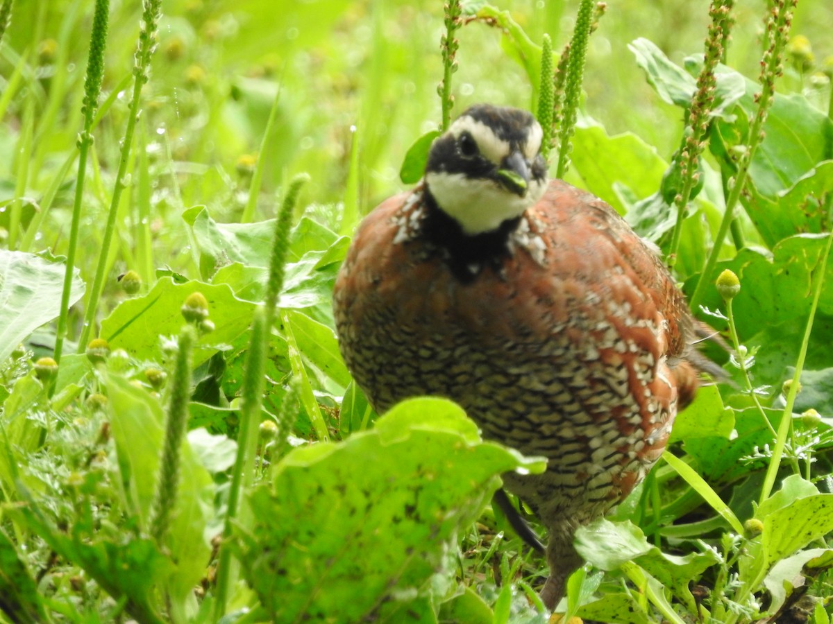 Northern Bobwhite - ML591045331