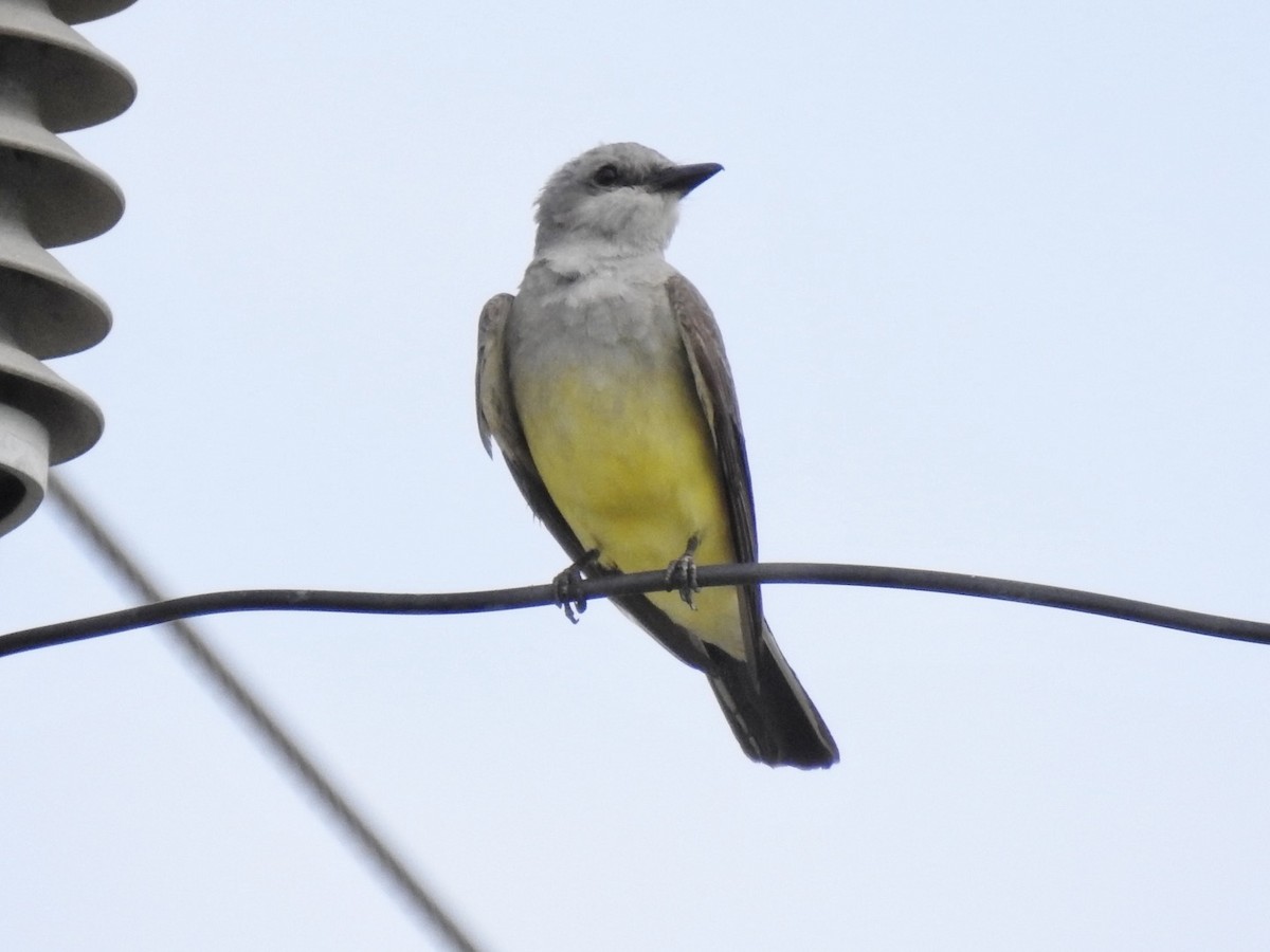 Western Kingbird - ML591046901