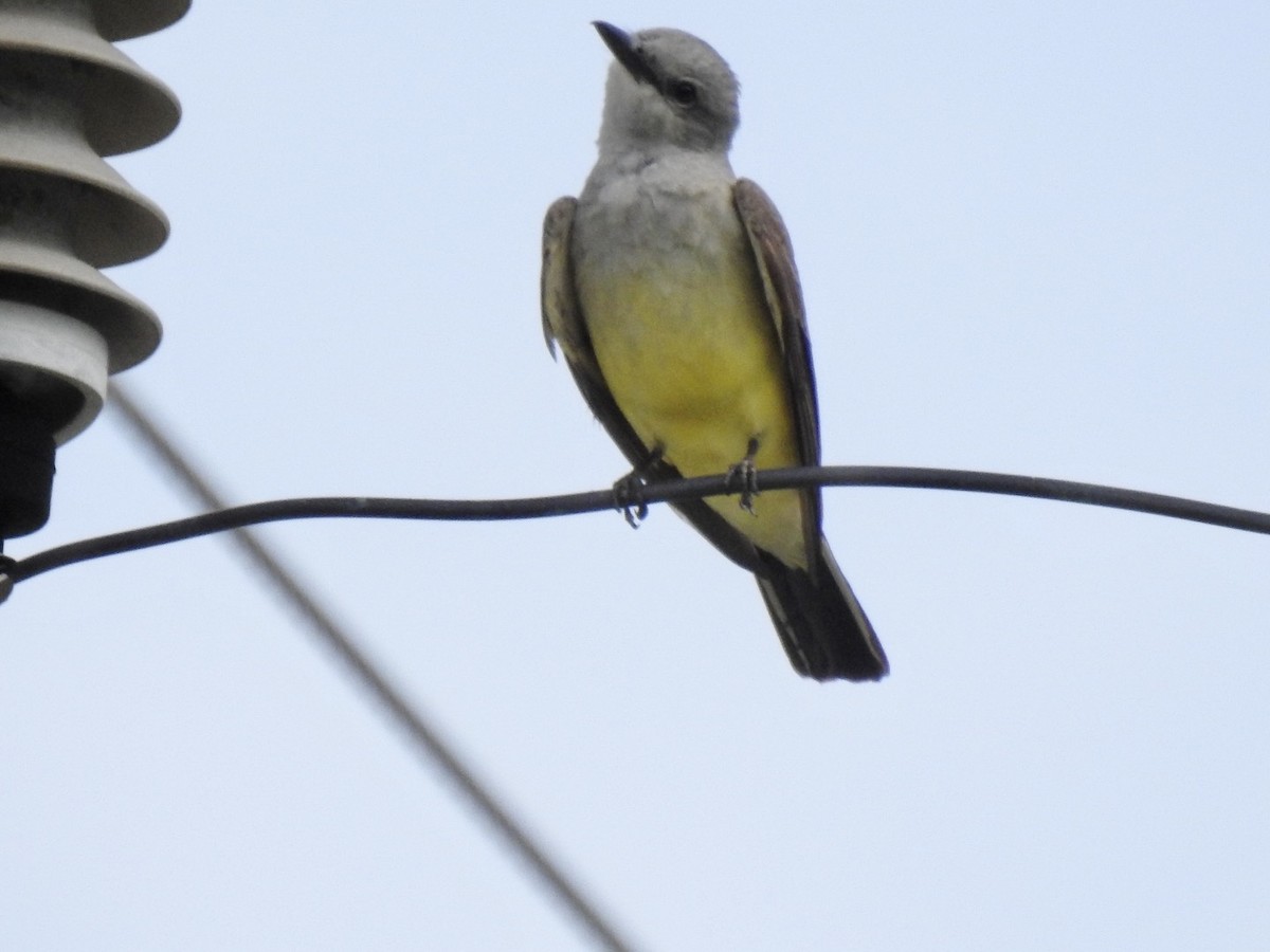 Western Kingbird - ML591046911