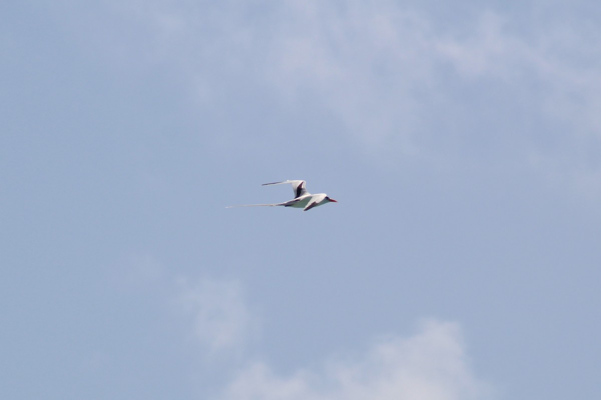 White-tailed Tropicbird - ML591046961