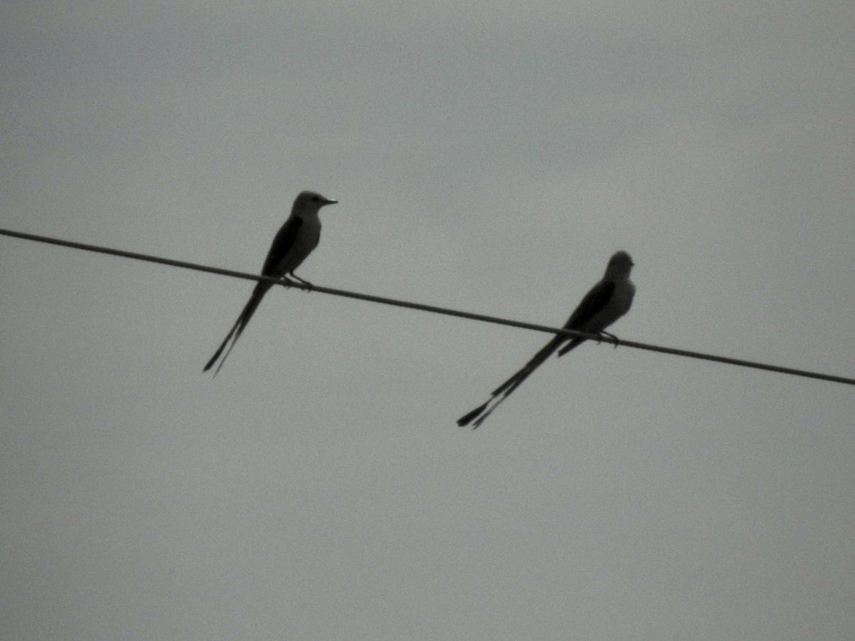 Scissor-tailed Flycatcher - ML591047121