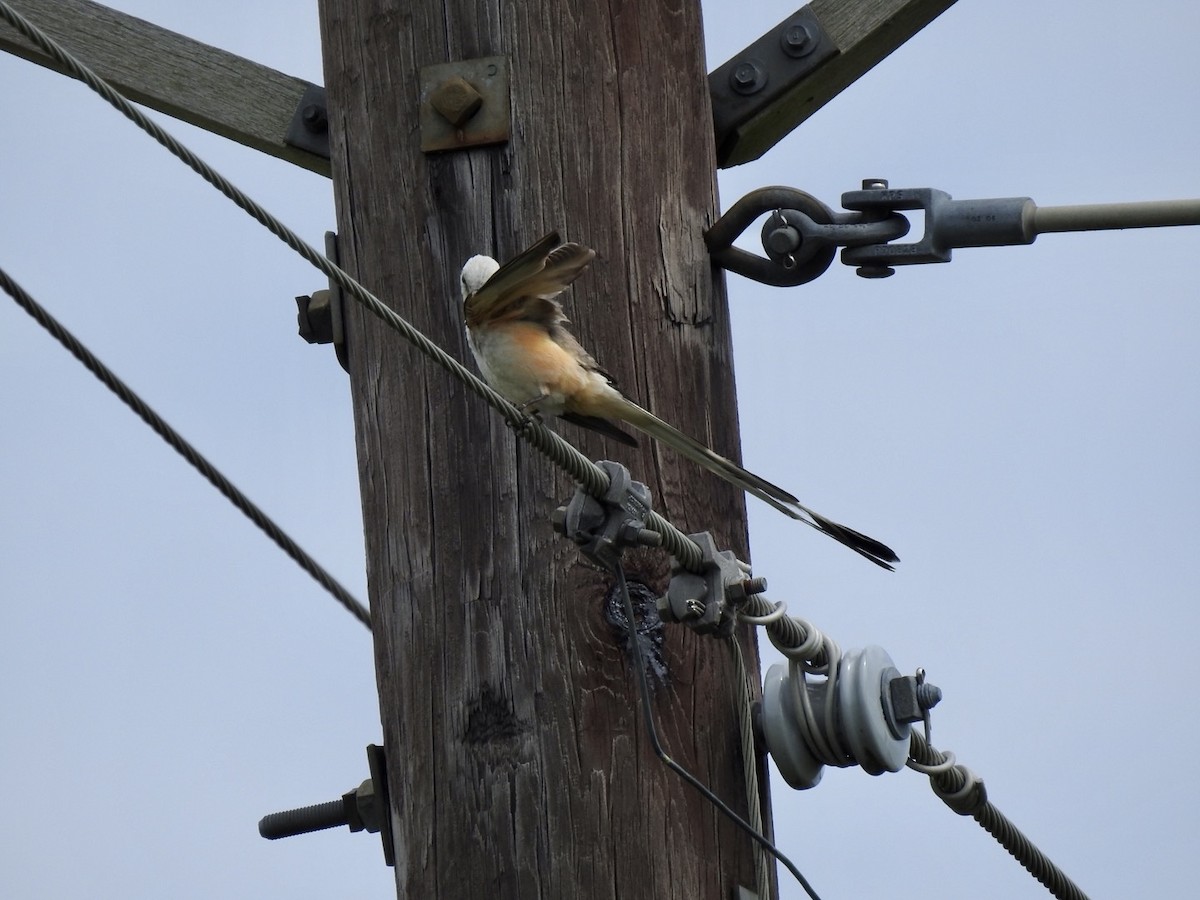 Scissor-tailed Flycatcher - ML591047131