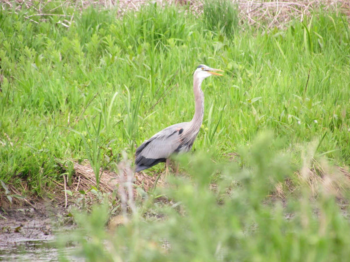 Great Blue Heron - ML59104831