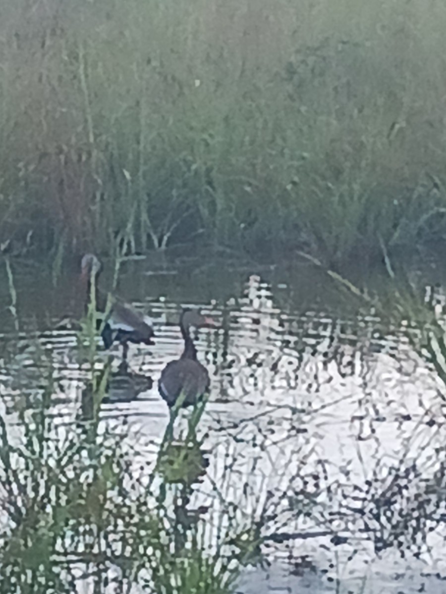 Black-bellied Whistling-Duck - ML591051131