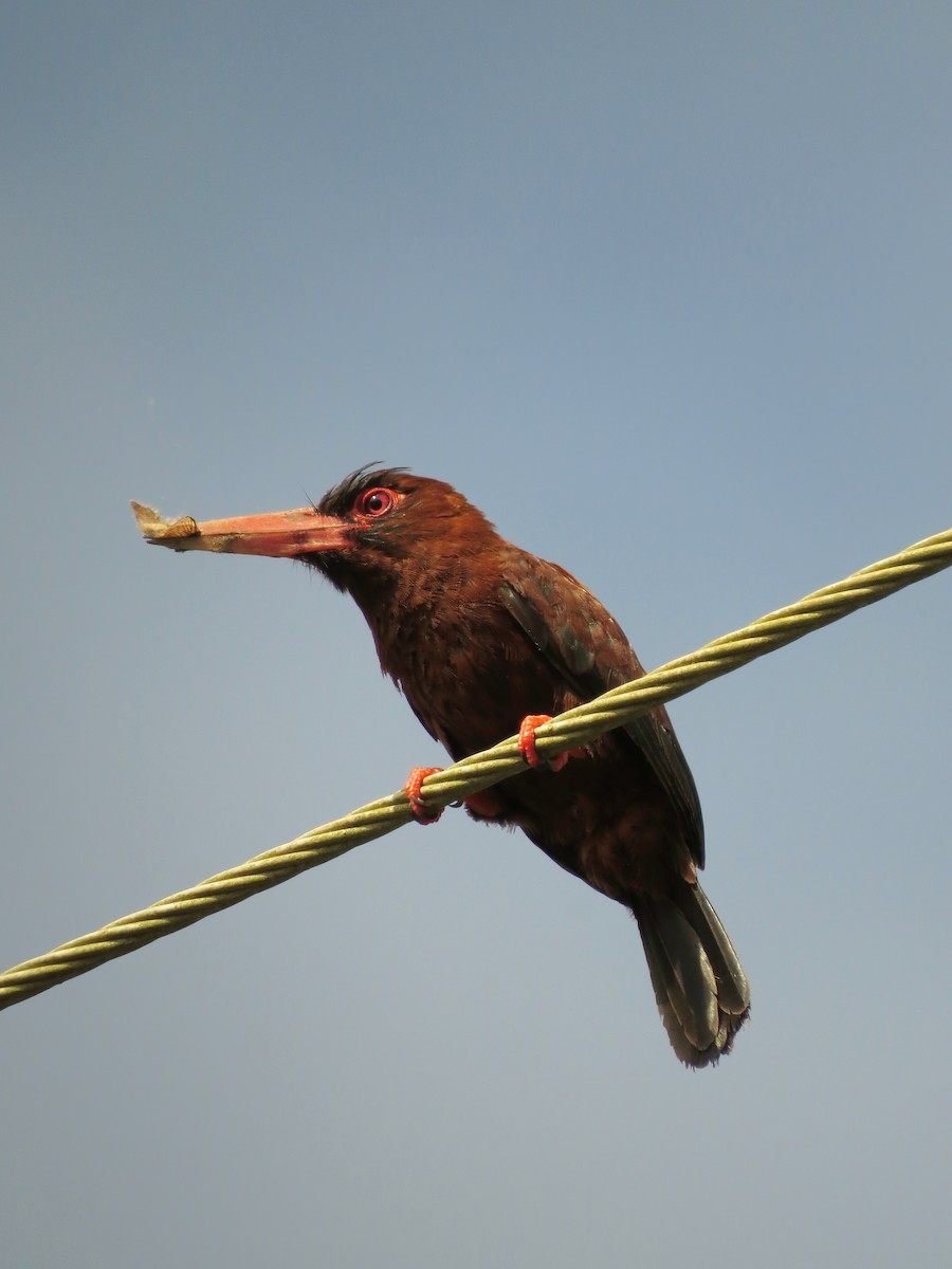 Purus Jacamar - ML591051691