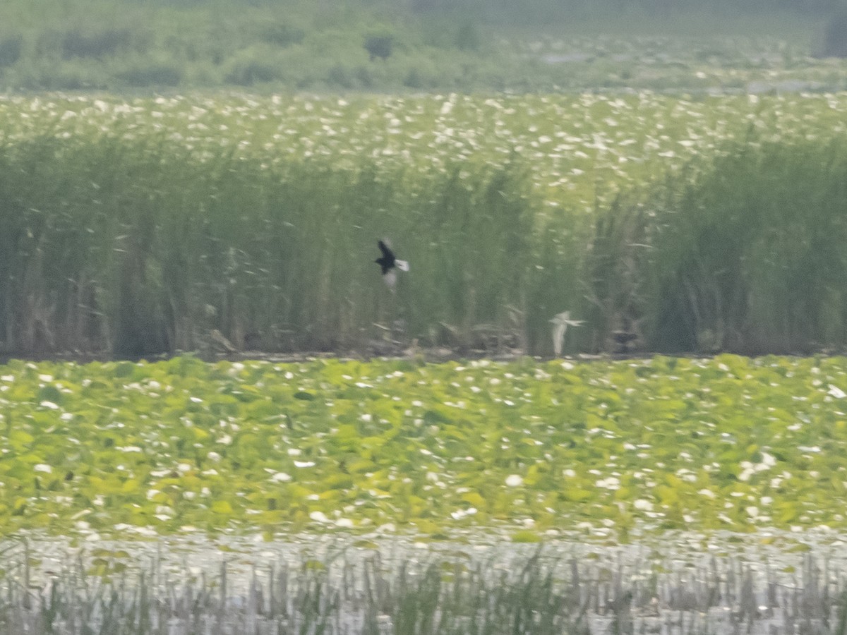 White-winged Tern - ML591052261