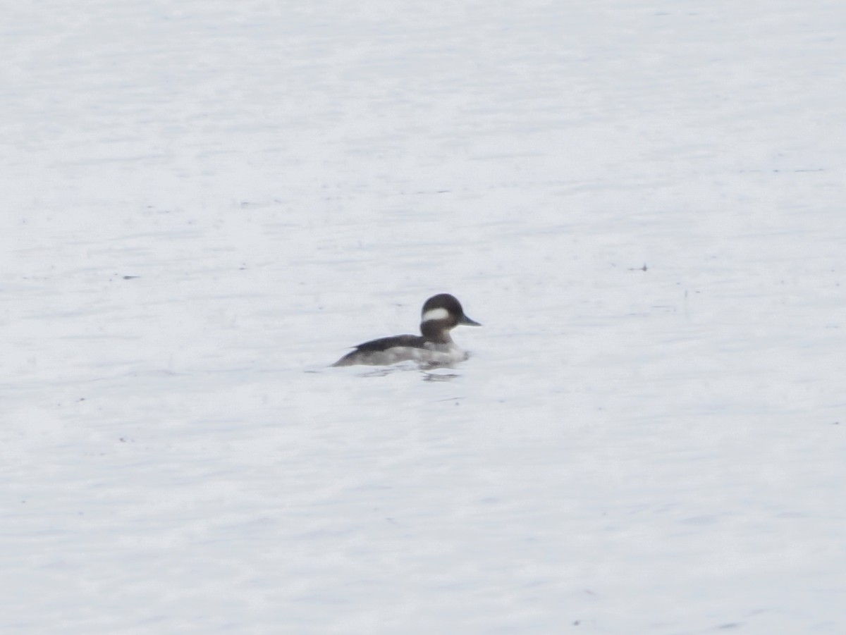 Bufflehead - ML591052561