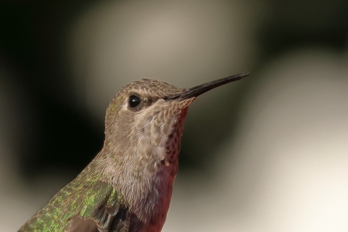 Anna's Hummingbird - ML591052741