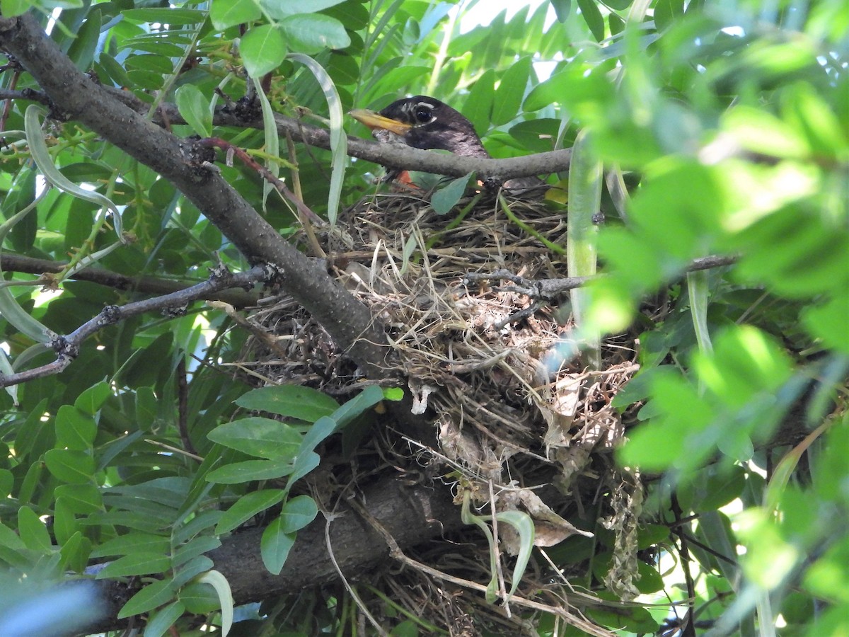 American Robin - ML591053491