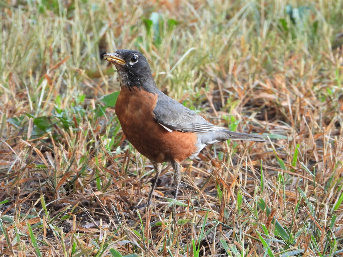 American Robin - ML591053501