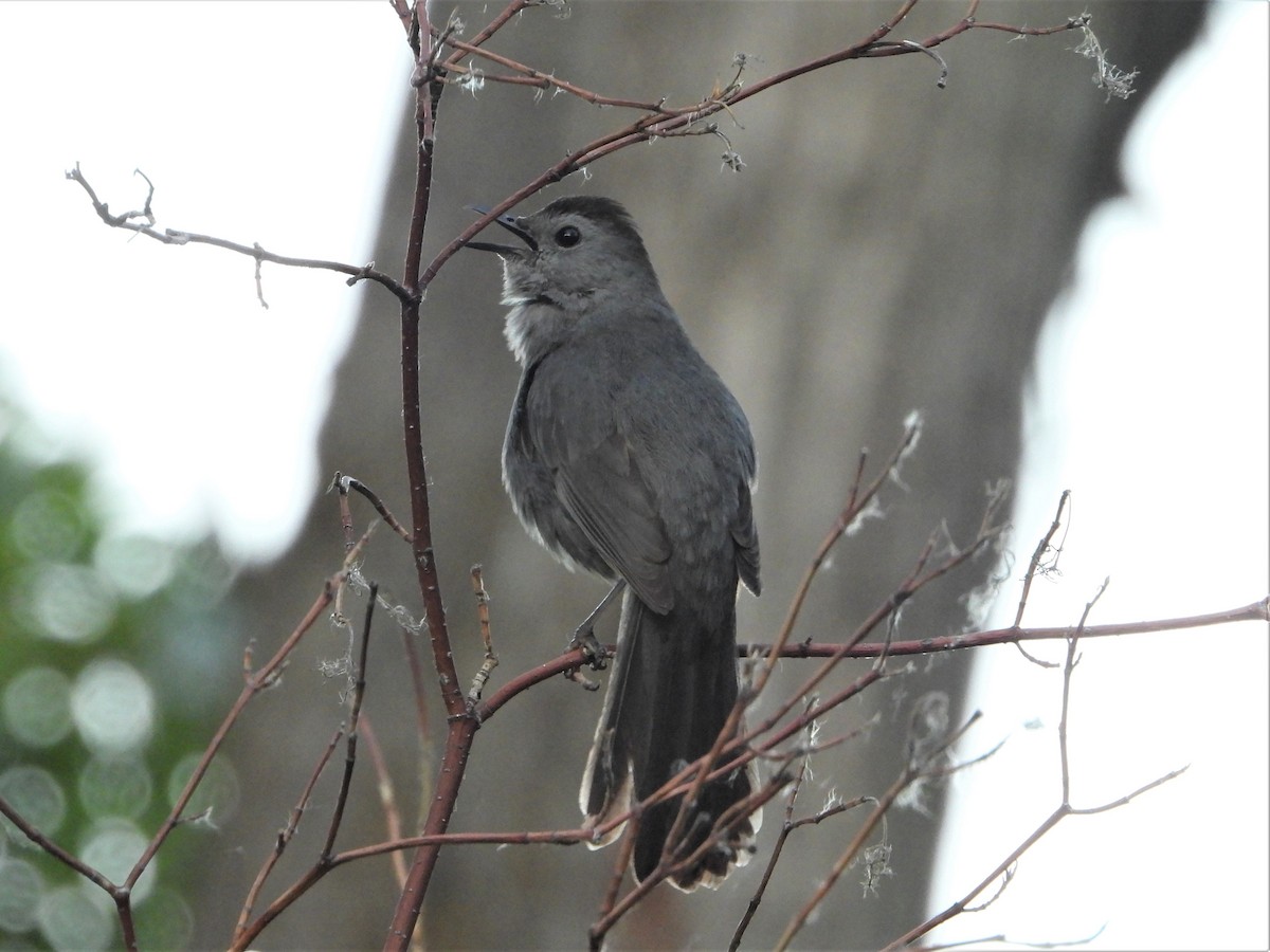 Gray Catbird - Chris Ortega