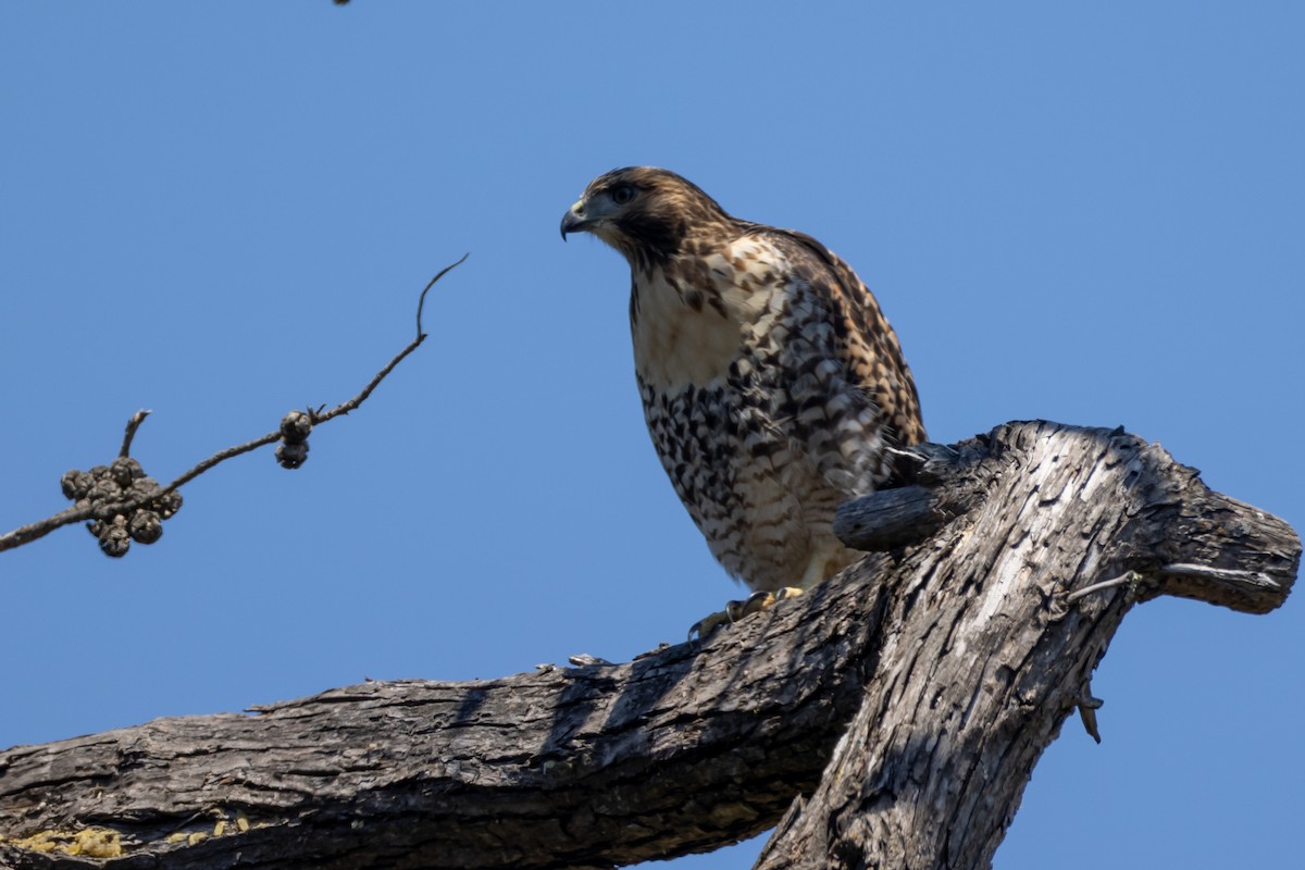 Red-tailed Hawk - ML591054871