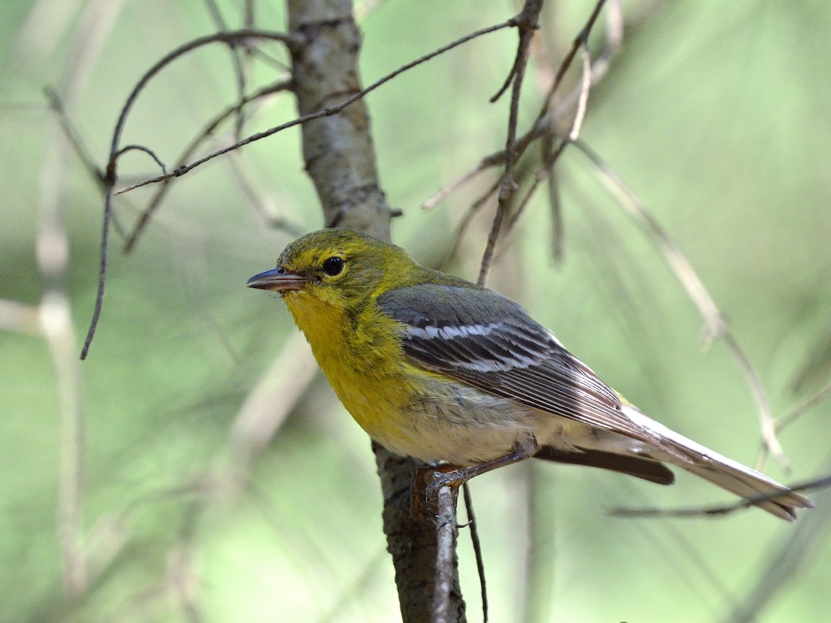 Pine Warbler - ML591056261