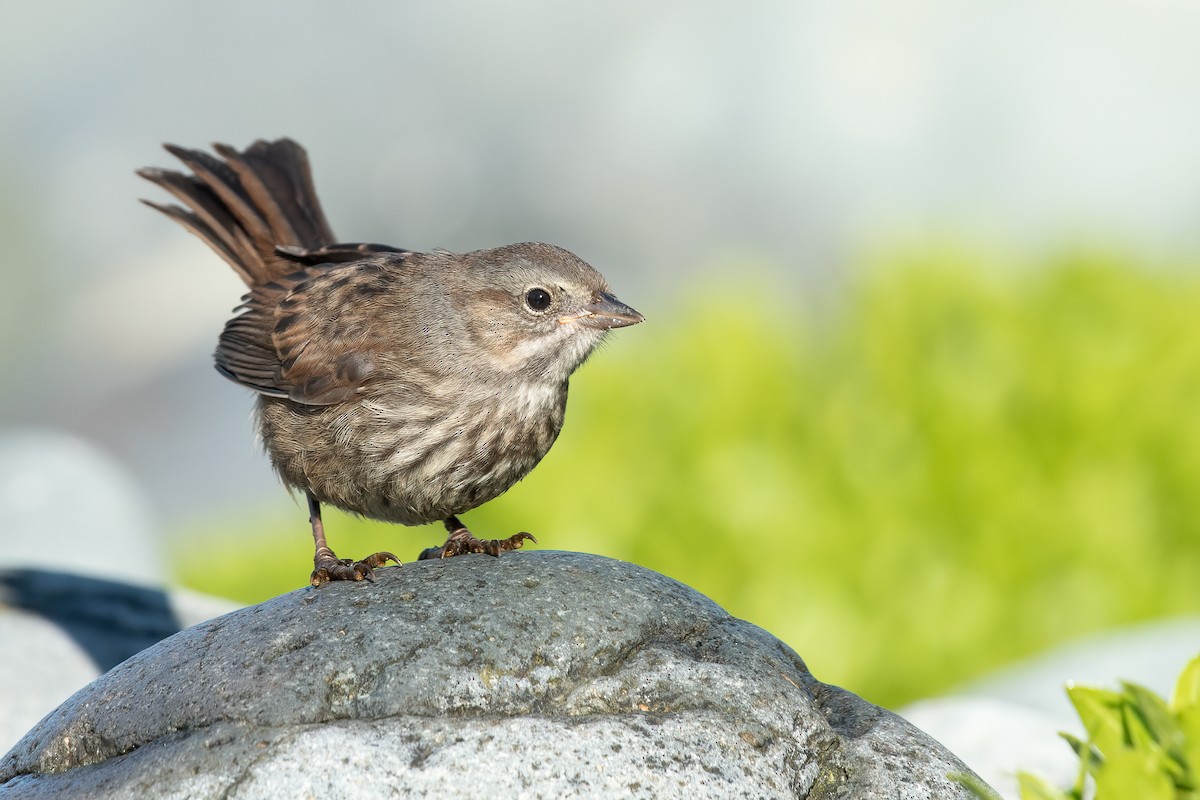 Song Sparrow (sanaka/maxima) - ML591056801