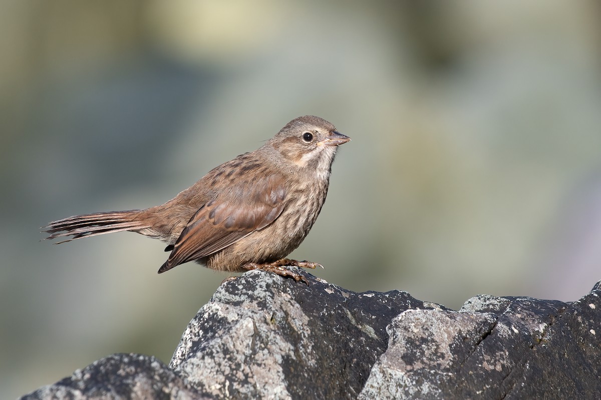 Song Sparrow (sanaka/maxima) - Eric Ripma