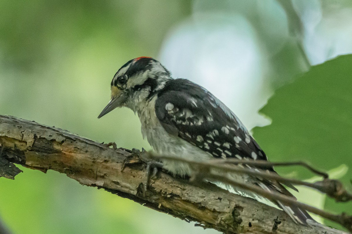 Downy Woodpecker - ML591056901