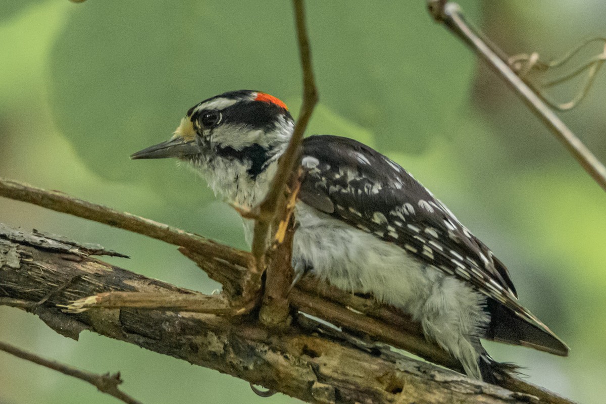Downy Woodpecker - ML591056911